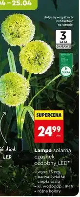 Biedronka Lampa solarna czosnek ozdobny LED oferta