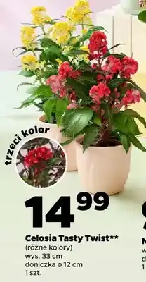 Netto Celosia Tasty Twist oferta