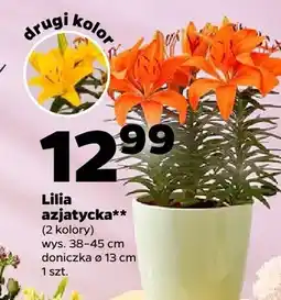Netto Lilia azjatycka oferta