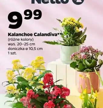 Netto Kalanchoe Calandiva oferta