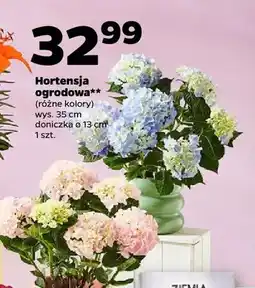 Netto Hortensja ogrodowa oferta