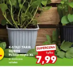 Kaufland Mięta polska XL w doniczce oferta
