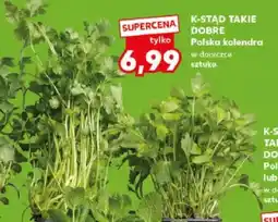 Kaufland Kolendra polska w doniczce oferta