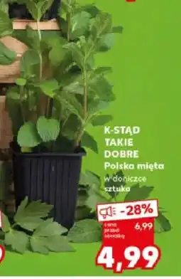 Kaufland Mięta polska w doniczce oferta