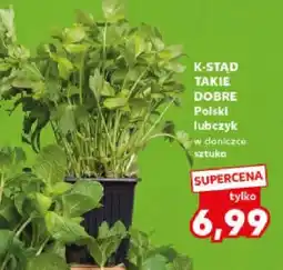 Kaufland Lubczyk polski w doniczce oferta