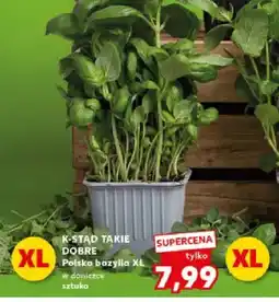Kaufland Bazylia polska XL w doniczce oferta