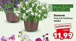 Kaufland Dzwonek biały lub fioletowy oferta
