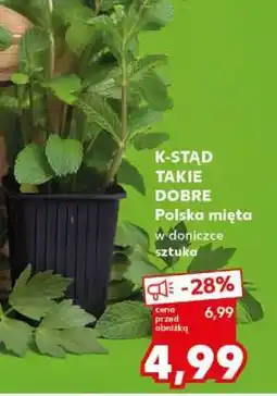 Kaufland Polska mięta w doniczce oferta