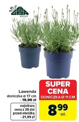 Carrefour Lawenda doniczka ø 17 cm - 18,99 zł oferta