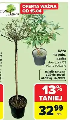 Carrefour Róża na pniu, azalia doniczka C3 różne rodzaje oferta