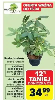 Carrefour Rododendron różne rodzaje doniczka C5 - 44,99 zł różne rodzaje oferta