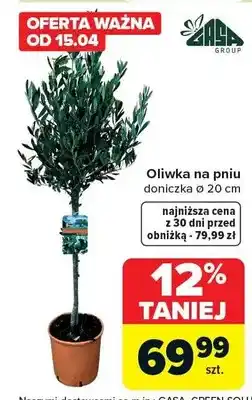 Carrefour Oliwka na pniu doniczka ø 20 cm oferta