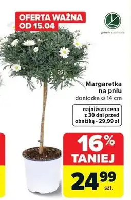 Carrefour Margaretka na pniu doniczka ø 14 cm oferta