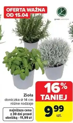 Carrefour Zioła doniczka ø 14 cm różne rodzaje oferta