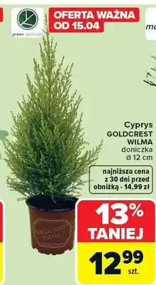 Carrefour Cyprys goldcrest wilma doniczka ø 12 cm oferta