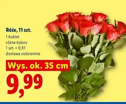 Lidl Róże oferta