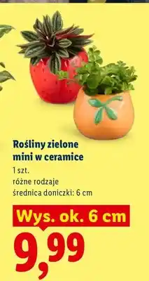 Lidl Rośliny zielone mini w ceramice oferta