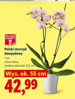 Lidl Storczyk dwupędowy oferta
