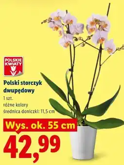 Lidl Polski storczyk dwupędowy oferta