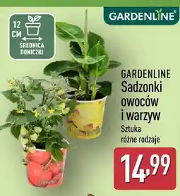 ALDI Sadzonki owoców i warzyw oferta