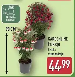 ALDI Fuksja oferta