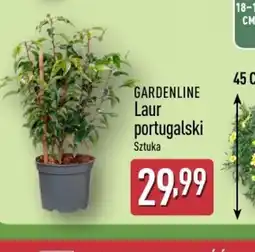 ALDI Gardenline Laur portugalski oferta