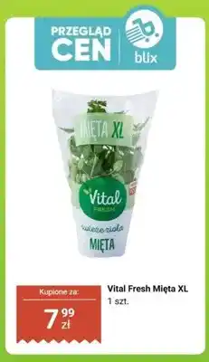 Biedronka Mięta XL oferta