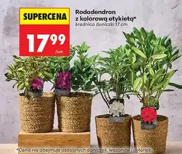 Biedronka Rododendron z kolorową etykietą średnica doniczki 17 cm oferta