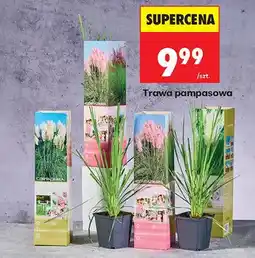 Biedronka Trawa pampasowa oferta