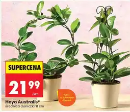 Biedronka Hoya Australis średnica doniczki 11cm oferta