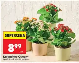 Biedronka Kalanchoe Queen średnica doniczki 10,5cm oferta