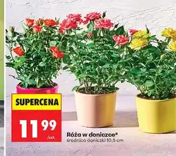 Biedronka Róża w doniczce oferta