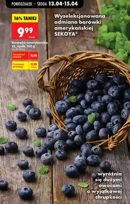 Biedronka Wyselekcjonowana odmiana borówki amerykańskiej SEKOYA oferta