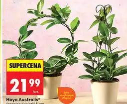 Biedronka Hoya Australis oferta