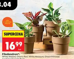 Biedronka Filodendron oferta