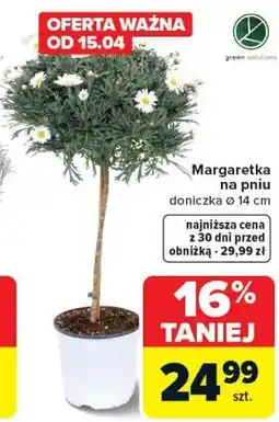 Carrefour Margaretka na pniu oferta