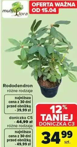 Carrefour Rododendron oferta