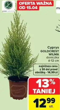 Carrefour Cyprys GOLDCREST WILMA oferta