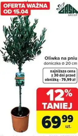 Carrefour Oliwka na pniu oferta