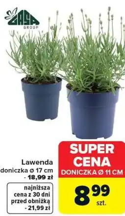 Carrefour Lawenda oferta