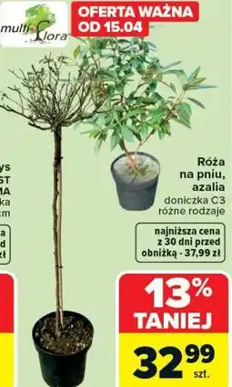 Carrefour Róża na pniu, azalia oferta