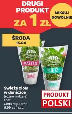 Netto Świeże zioła w doniczce oferta