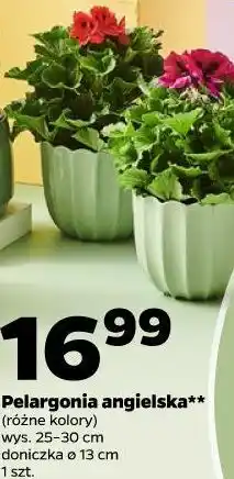 Netto Pelargonia angielska** (różne kolory) wys. 25-30 cm doniczka ø 13 cm 1 szt oferta