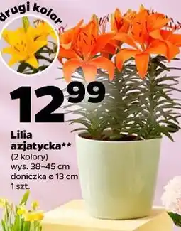 Netto Lilia azjatycka** (2 kolory) wys. 38-45 cm doniczka ø 13 cm 1 szt oferta