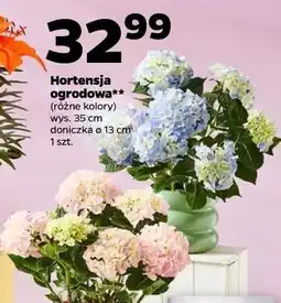 Netto Hortensja ogrodowa** (różne kolory) wys. 35 cm doniczka ø 13 cm 1 szt oferta