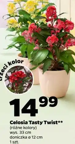 Netto Celosia Tasty Twist** (różne kolory) wys. 33 cm doniczka ø 12 cm 1 szt oferta