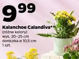Netto Kalanchoe Calandiva** (różne kolory) wys. 20-25 cm doniczka ø 10,5 cm 1 szt oferta