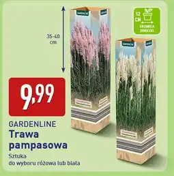 ALDI Trawa pampasowa oferta