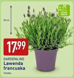 ALDI Lawenda francuska oferta