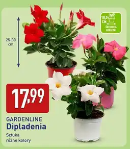 ALDI Dipladenia oferta